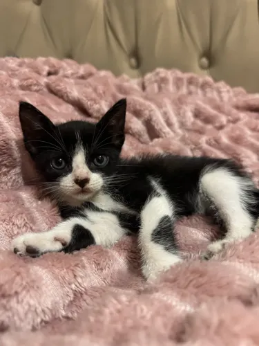 Gatinho filhote