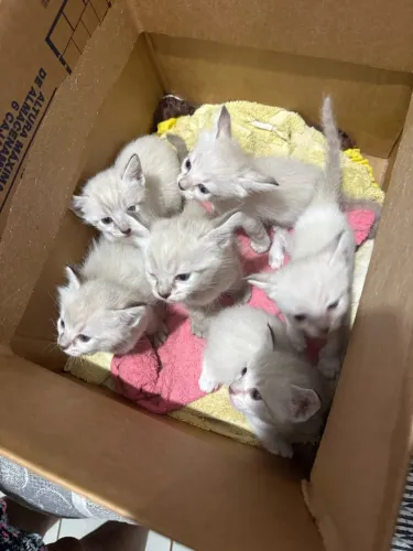 Gatinhos para adoção!!