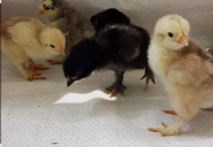 Vendo de Pintinho Brahma 