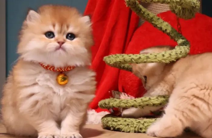 Gatinho Persa | Com 50 dias 