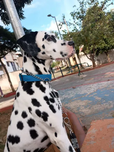 [Leia o anúncio] Procura-se dalmata fêmea pura para cruza 