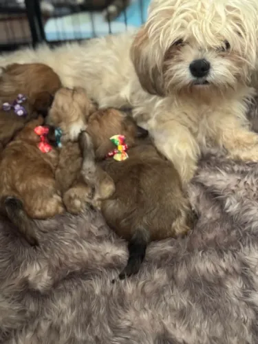 lindos peludinhos otimos para apartamento
