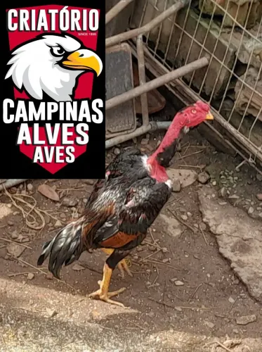 Frango Madagascar Bola