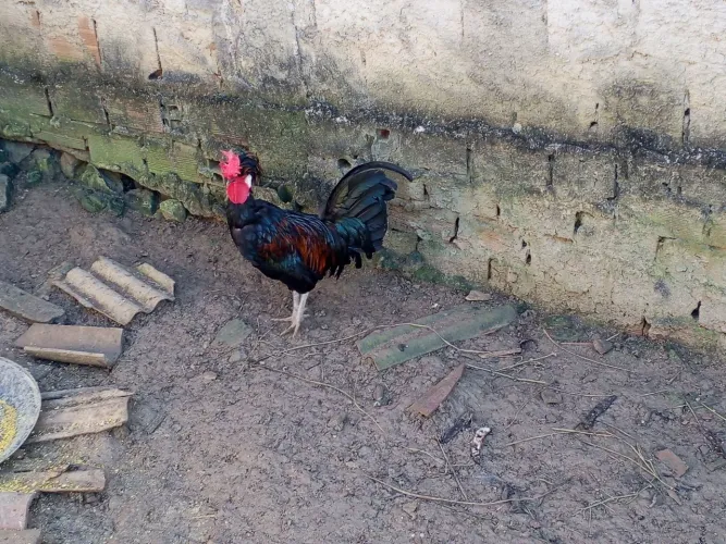 Galos polonês