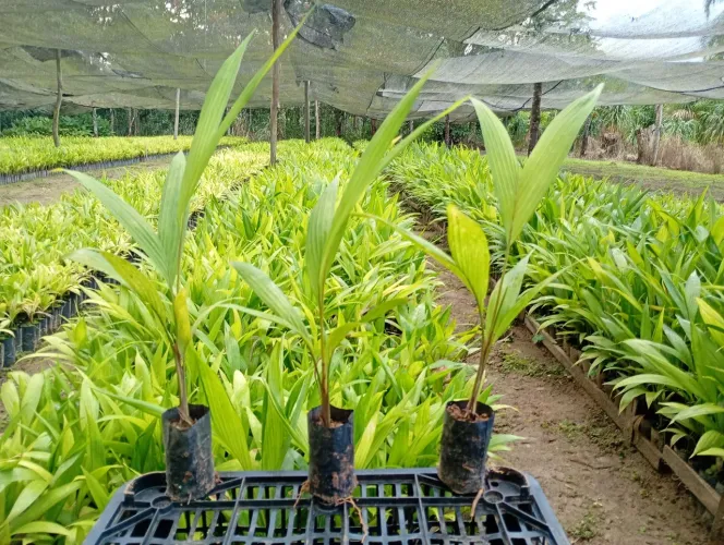 Mudas de Pupunha (Bactris gasipaes)
