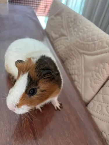 Porco da índia para doação.