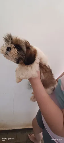 Shitzu