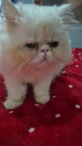 Gato persa macho 