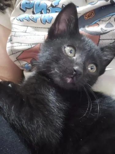 Gato filhote