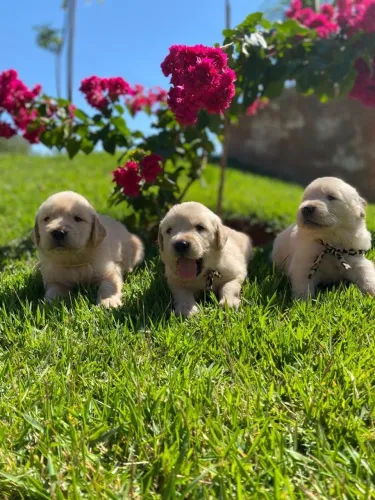 Golden retriever filhotes