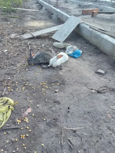 Vende-se casal de coelhos
