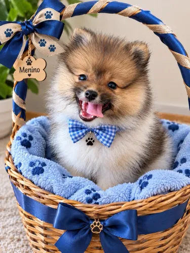 Lulu da pomerania macho
