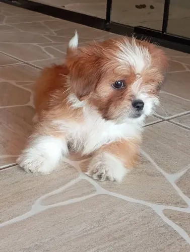 Filhote de Cachorrinhos