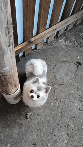 Spitz anão 
