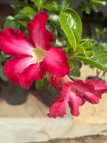 Rosas do Deserto Vermelha