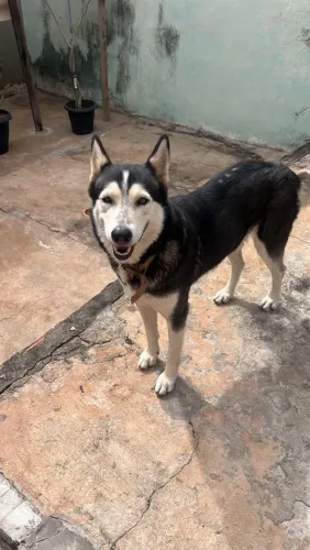 cachorro pra doação 