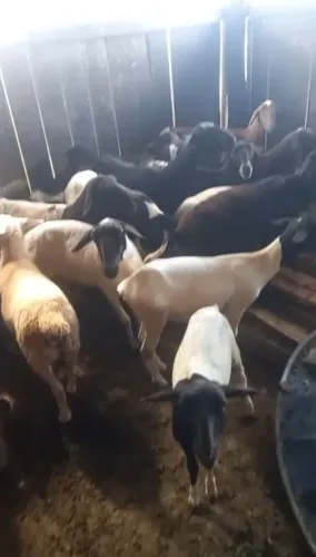 Vendo carneiros dorper com santa Inês ,white dorper com santa Inês