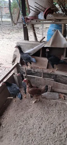Vendo lote de galinhas caipira!