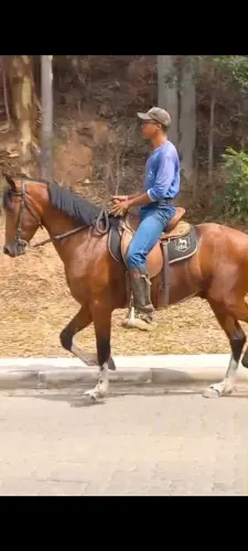 Cavalo mangalarga