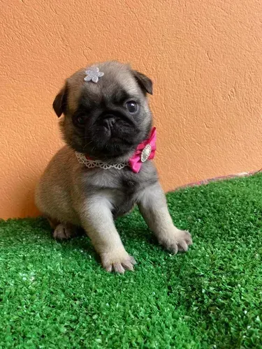 Filhote femea pug (chama só se tiver interesse: whats *)