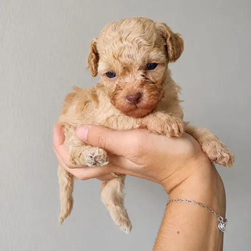 POODLE TOY RED DILUÍDO TEMOS FÊMEA E MACHO