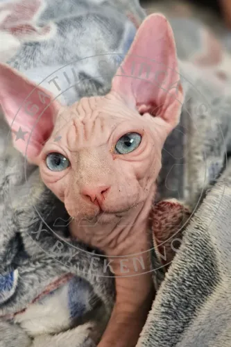 Lindos Filhotes de Sphynx (HCM negativo), pedigree e FRETE GRÁTIS* (Consultar condições)