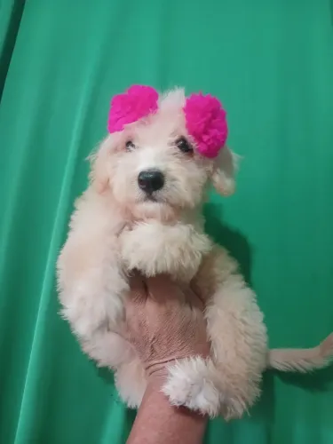 Poodle toy femea