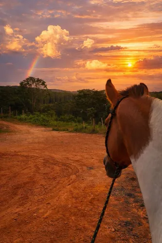 Vendo ou troco cavalo marcha picada