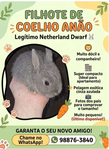 Coelho Anão (filhote)