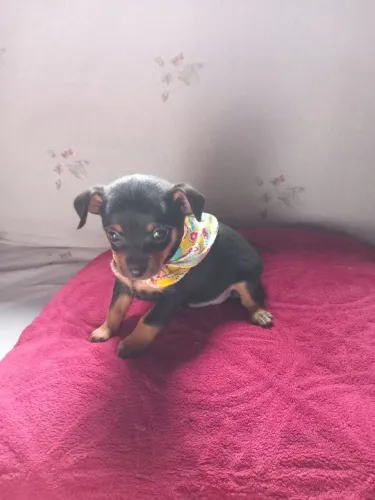 Filhote de pinscher machinho