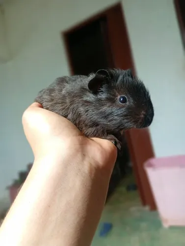 Porquinho da índia macho