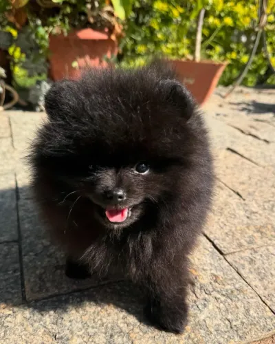 Macho e fêmea disponíveis  - Spitz Alemão Anão (Lulu)