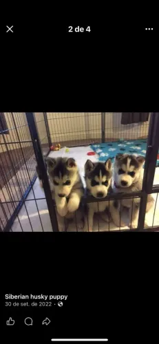 Filhotes de Husky Siberiano | Amor peludo em forma de filhote!
