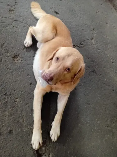 Labrador 5 anos DOAÇÃO 