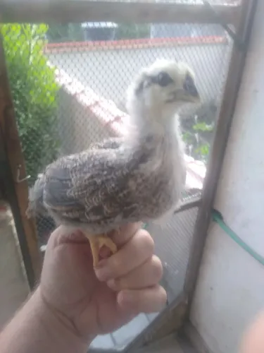 Pintinhos galinha caipira 