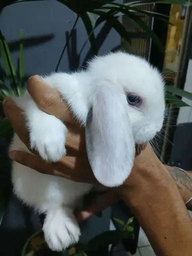 Coelho filhote mini lop luruguaio branco de olho azul