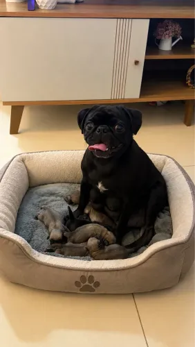 Filhote de pug