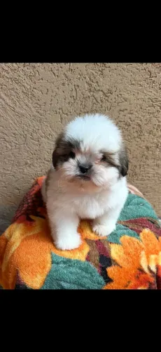 Filhotes de Lhasa Apso