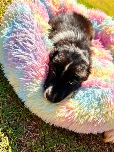 Filhotes Border Collie  - Machos e Fêmea Disponíveis