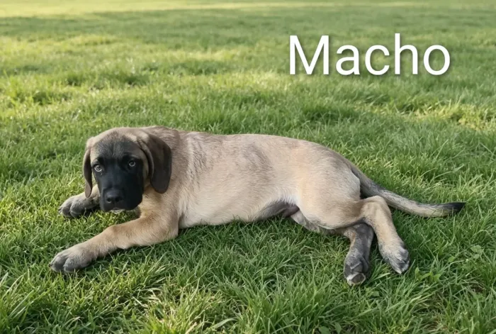 Filhotes Cane Corso