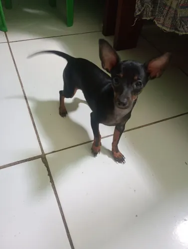 Vende-se cachorro pinscher macho n0