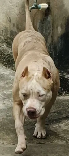 Pitmonster fêmea 