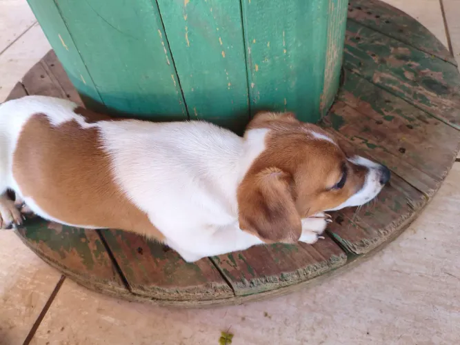Filhotes de Jack Russell macho
