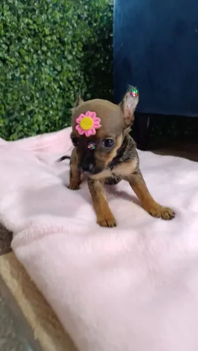 Pinscher 0 filhote fêmea