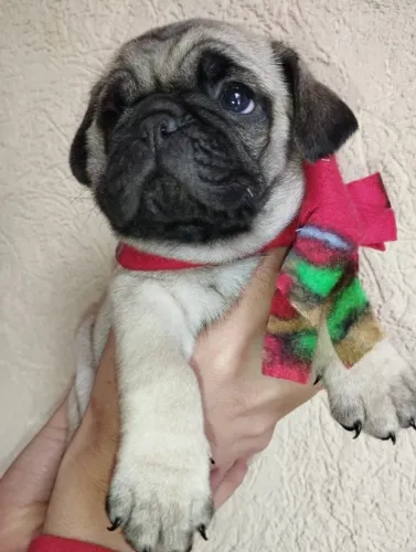 Pug,Pug Filhote Linda Linhagem Disponível