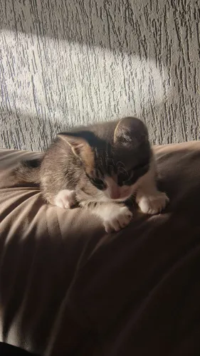 Doa-se gatinho macho 60 dias