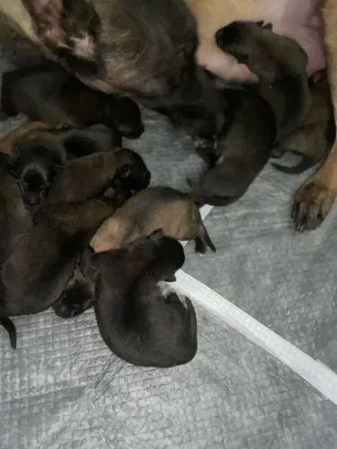 Pastor Malinois 