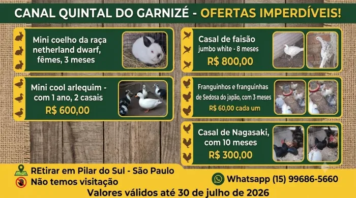 galinha