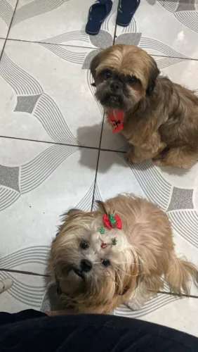 FILHOTES DE SHITZU
