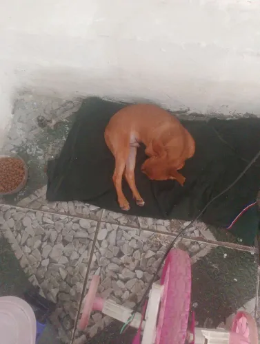 Vendo